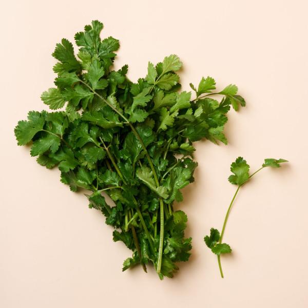Organic Cilantro