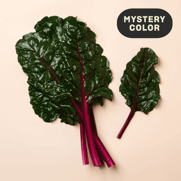 Organic Mystery Color Swiss Chard